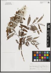 Foto von Salix L.